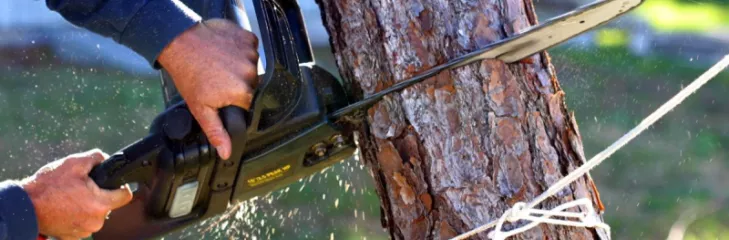 Professional Tree Trimming in Mordialloc